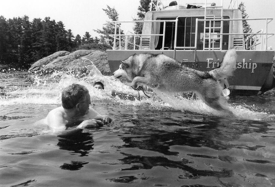 DOG PLAYING WITH SWIMMING POOL