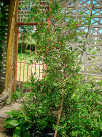 Trees and plants growing in yard seen through fence