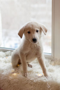 Cute little white puppy is sitting on a white plaid with garland near a window.