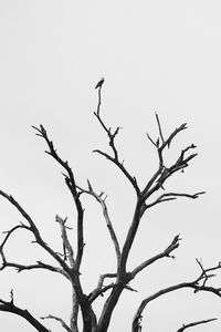 Low angle view of silhouette bird perching on tree