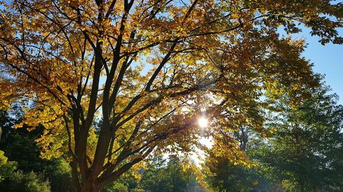 Low angle view of trees in autumn