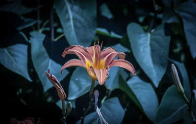 Close-up of day lily blooming outdoors