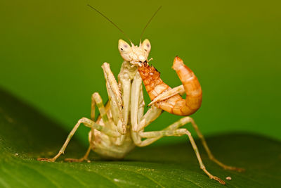 Close up, the mantis is eating a caterpillar