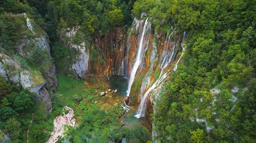 Scenic view of forest
