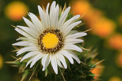 Close-up of white daisy flower