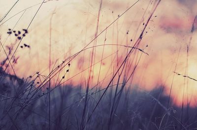 Silhouette of trees at sunset