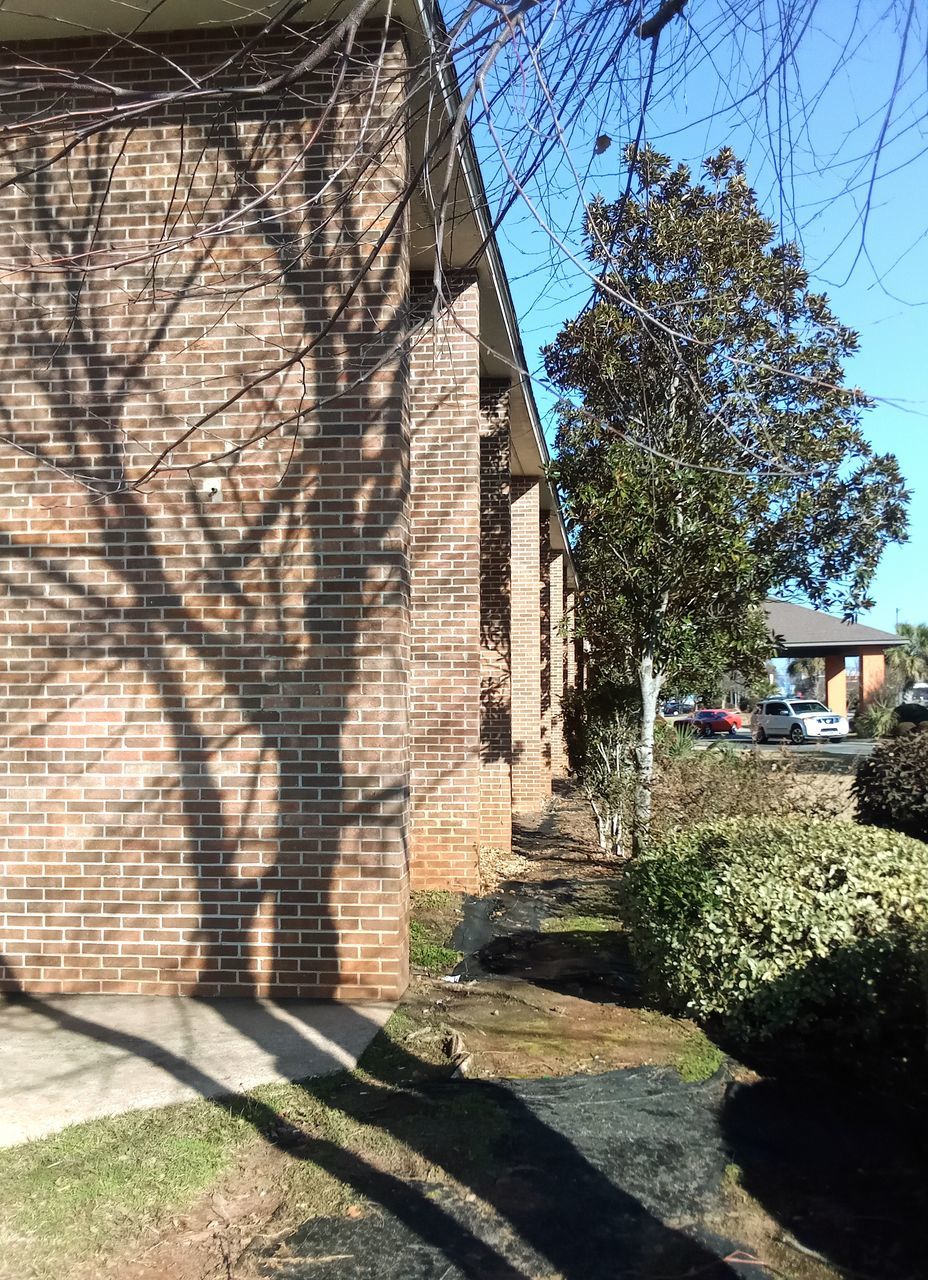 shadow, architecture, sunlight, built structure, plant, tree, nature, building exterior, day, building, no people, sky, sunny, house, wall, outdoors, bare tree, city, footpath, growth, branch, wall - building feature, clear sky