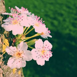 Close-up of flowers blooming outdoors