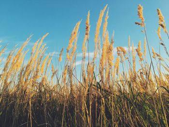 Low angle view of reeds against blue sky