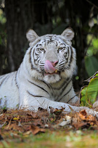 Close up, a white tiger lying on the grass