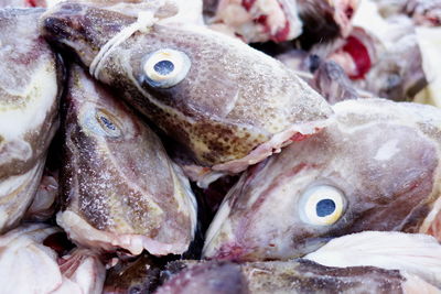 Close-up of fish for sale in market