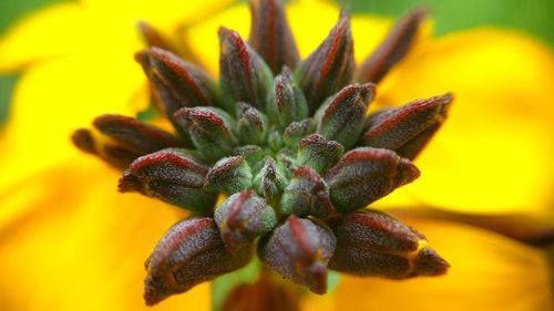 Close-up of yellow flower