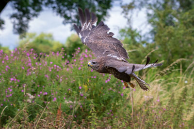 Close-up of eagle flying against blue sky