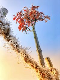 Low angle view of tree against sky