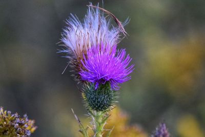 Close-up of purple thistle flower