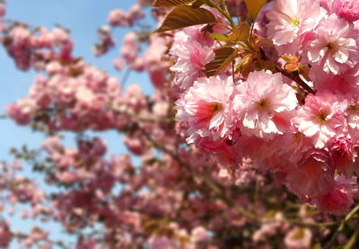 Close-up of pink cherry blossoms