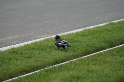 High angle view of bird on grass