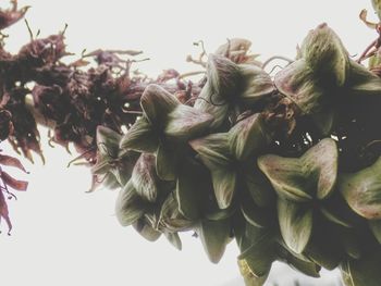 Close-up of flowering plant