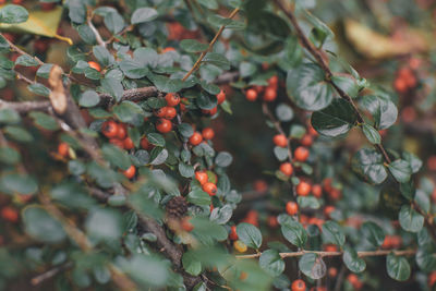 Close-up of berries growing on tree