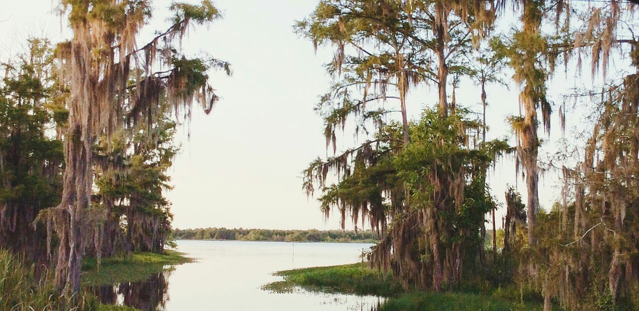 tree, clear sky, tranquility, tranquil scene, growth, nature, tree trunk, water, beauty in nature, scenics, palm tree, branch, day, sky, outdoors, idyllic, no people, non-urban scene, plant, sunlight