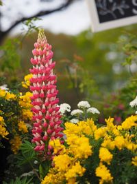 Close-up of pink flowering plants on field