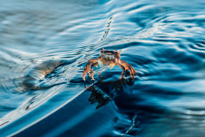 High angle view of turtle swimming in sea