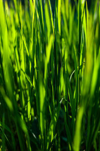 Full frame shot of plants growing on field