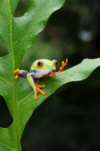 Close-up of frog on leaf