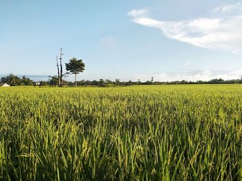 Scenic view of agricultural field against sky