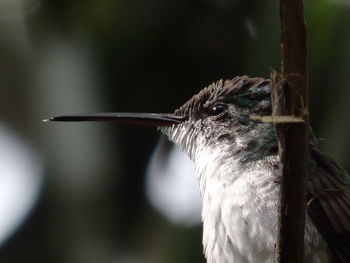 Close-up of bird perching on a tree