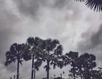 Low angle view of palm trees against sky