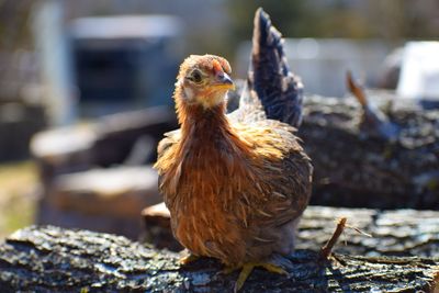 Close-up of a bird