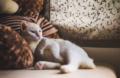 Cat lying on bed at home