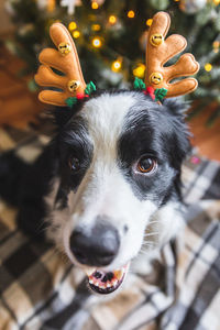 Puppy dog border collie wearing christmas costume deer horns hat near christmas tree at home