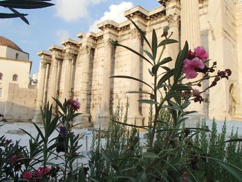 Low angle view of plants and building