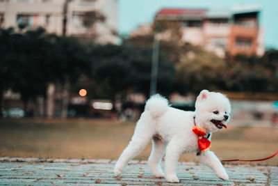 Dogs running on green grass at park in summer.