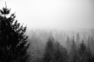 Trees on mountain against sky