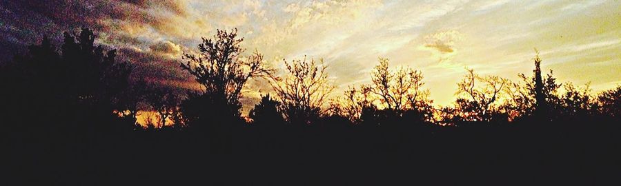 Scenic view of trees against sky at sunset