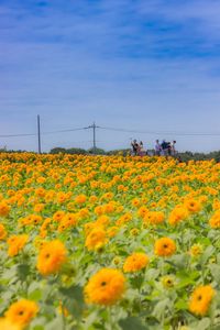 Sunflowers blooming on field against sky