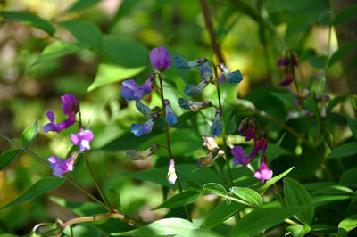 Close-up of purple flowering plant