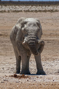 Close-up of elephant