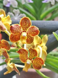 Close-up of plant
