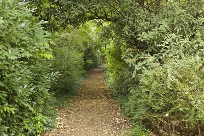 Dirt road amidst plants