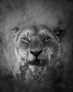 Close-up of lioness