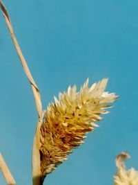 Low angle view of flowering plant against blue sky