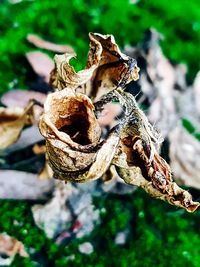 Close-up of wilted tree trunk