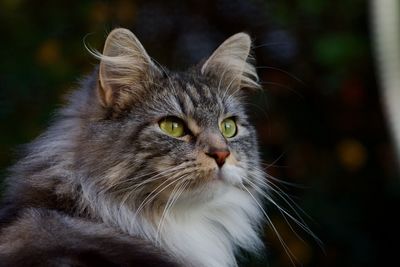 Close-up portrait of a cat