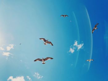 Low angle view of seagulls flying