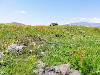 Scenic view of grassy field against sky