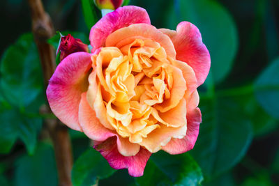 Close-up of pink rose